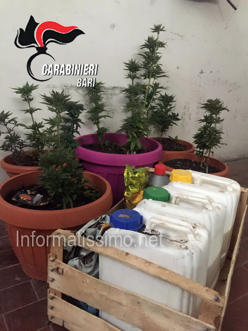 CC_Castellana_sequestro_cannabis_e_hashish