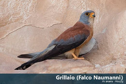 Grillaio o Falco Naumanni